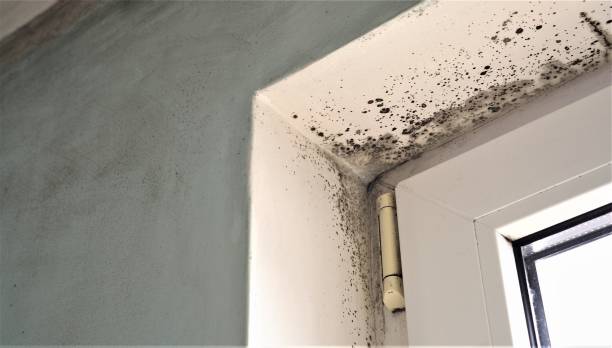 Reliable Port Washington North, NY Mold Removal Solutions